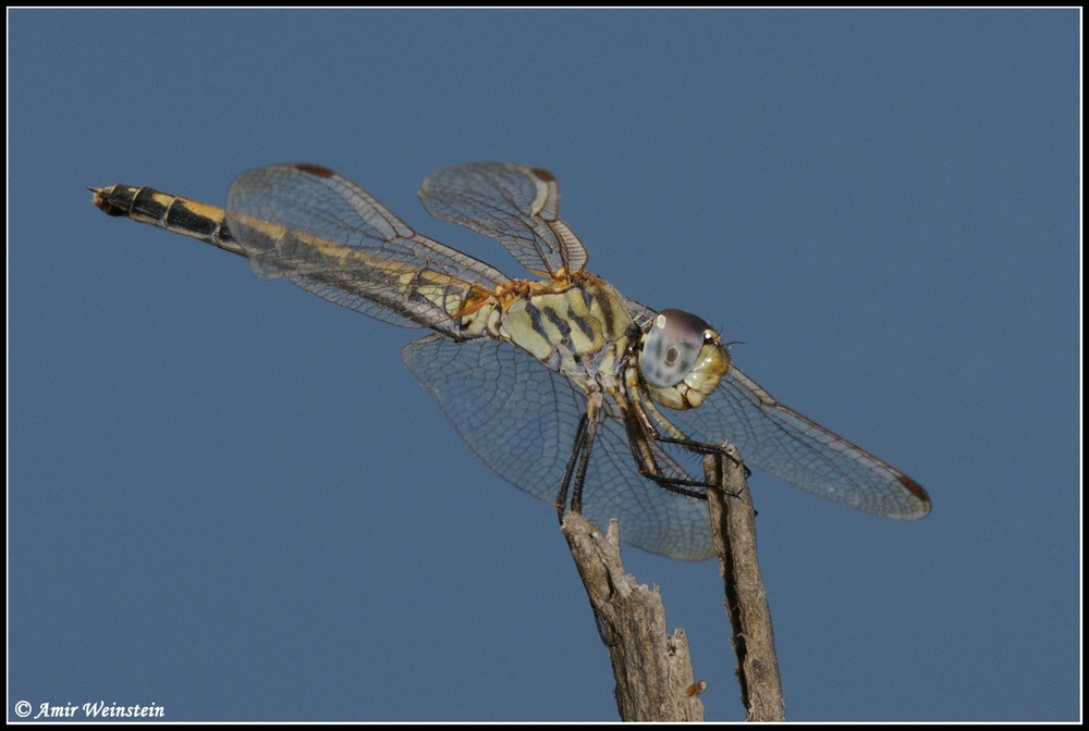 Odonata d''Israele for ID